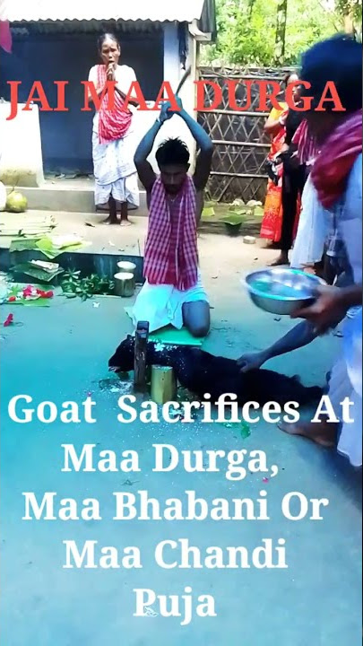 GOAT SACRIFICES ..JAI MAA DURGA, BHAVANI ❤️❤️❤️
