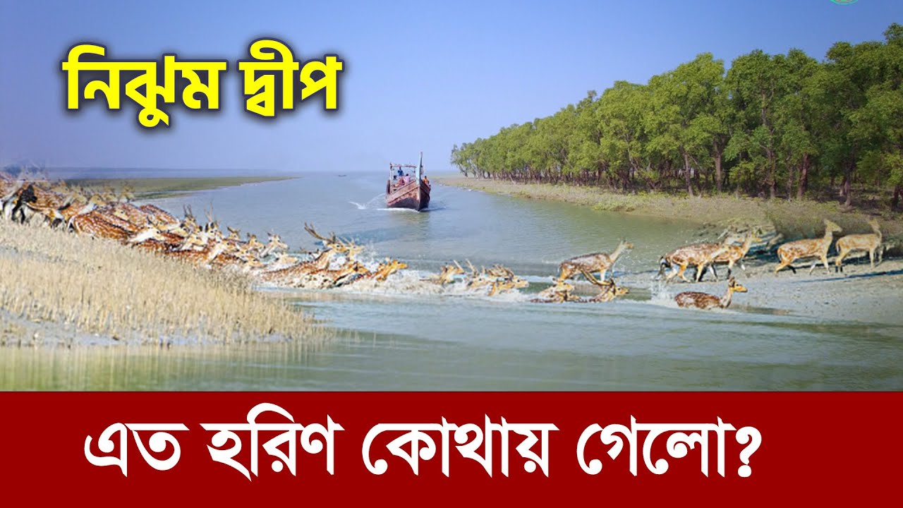 নিঝুম দ্বীপের হরিণ উধাও !! এত হরিণ কোথায় গেল? Nijhum dwip || Hatia Island