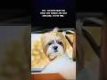 Fast and furriest #pets #dogshorts #doglife #viralvideo #viralshorts #funnydog #viralmemes #pets