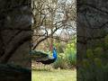 Mohe Mor Banaiyo Radha 🦚💙 | Krishna Bhajan Status | Radha Krishna Love #shorts