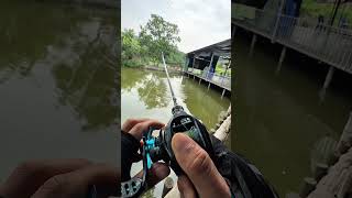 Câu lure bằng cần ul cán gỗ #docau #lure #fishing