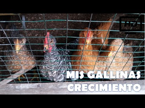 MIS GALLINAS CRECIMIENTO Y SU TIEMPO DE VIDA - YouTube