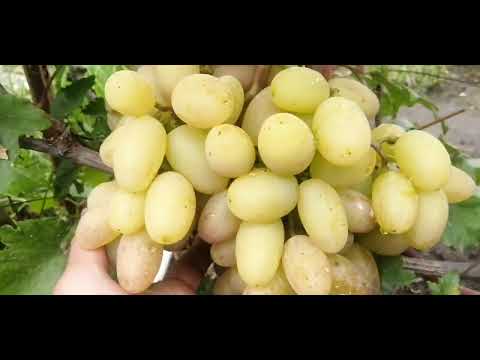 Видео: Дору – это виноград?