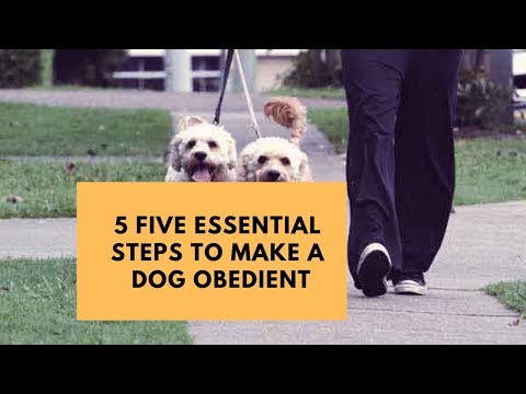 5-five-essential-steps-to-make-a-dog-obedient