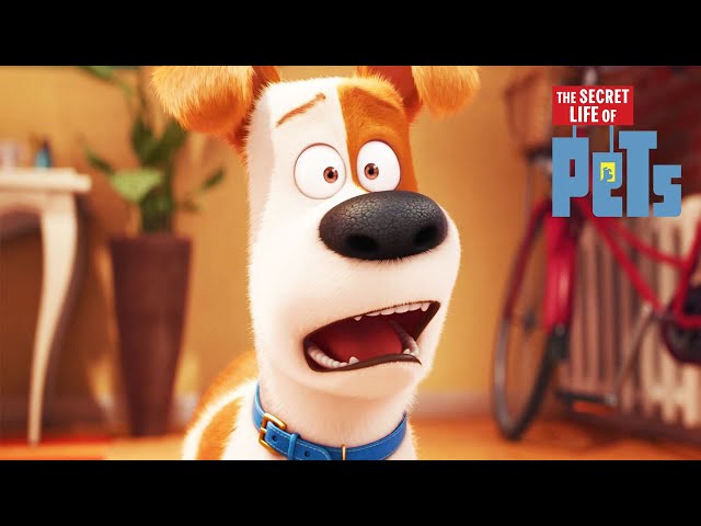 Max Gets a New... Brother? | The Secret Life of Pets | Mini Moments class=