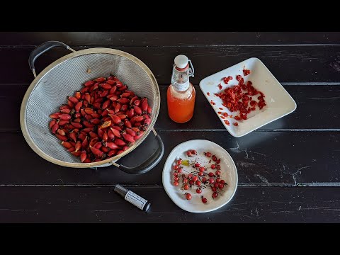 Video: Harvesting Rose Hips For Future Use: Harvesting