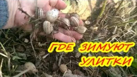 ДАЧНЫЙ ВЛОГ #2 / ГДЕ ЗИМУЮТ ВИНОГРАДНЫЕ УЛИТКИ