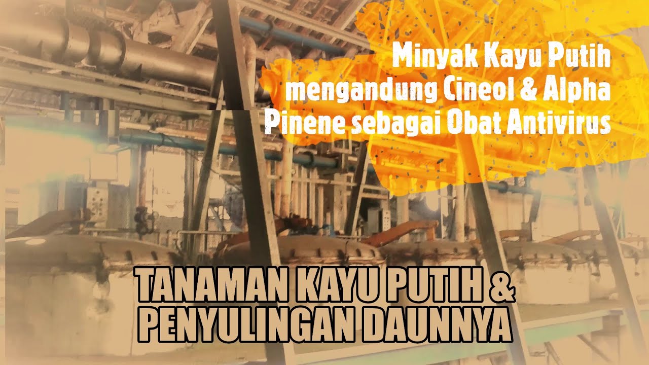 Minyak Kayu Putih sebagai Obat Antivirus, Bagaimana Tanaman Kayu Putih