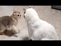 Kitten tries to fight with big cat
