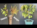 Propagate Guava Grafting On A Mango Plant | 100%Success | Maidul&#39;s gardening techniques