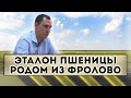 Эталон пшеницы родом из Фролово