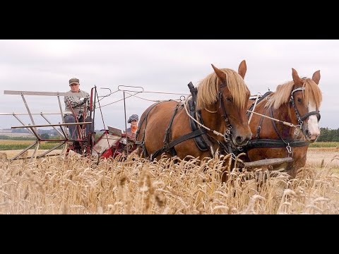 Video: Muskel- Og Skeletsygdomme Hos Heste