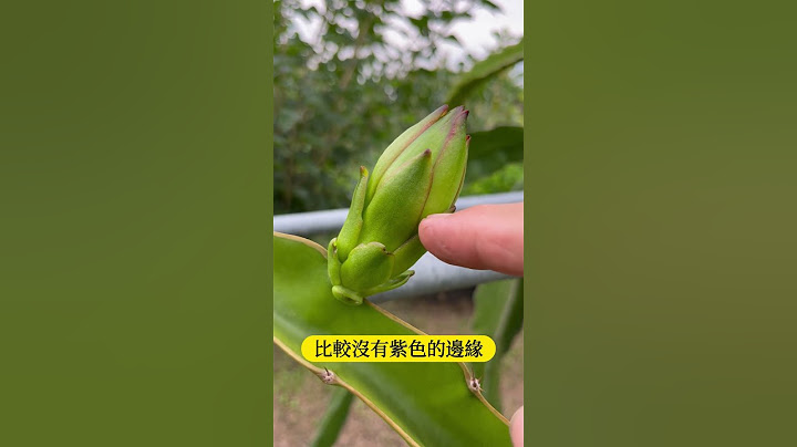 红肉和白肉火龙果哪里不一样? - 天天要闻