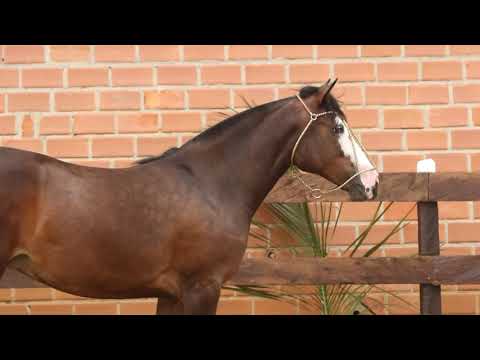 Lote 19 OROSUL HARAMAICA