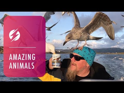 Seagulls Swarm To Drink From Captain's Cup Of Tea - A photographer has snapped the hilarious moment a group of seagulls swarm a captain for his classic cup of tea.