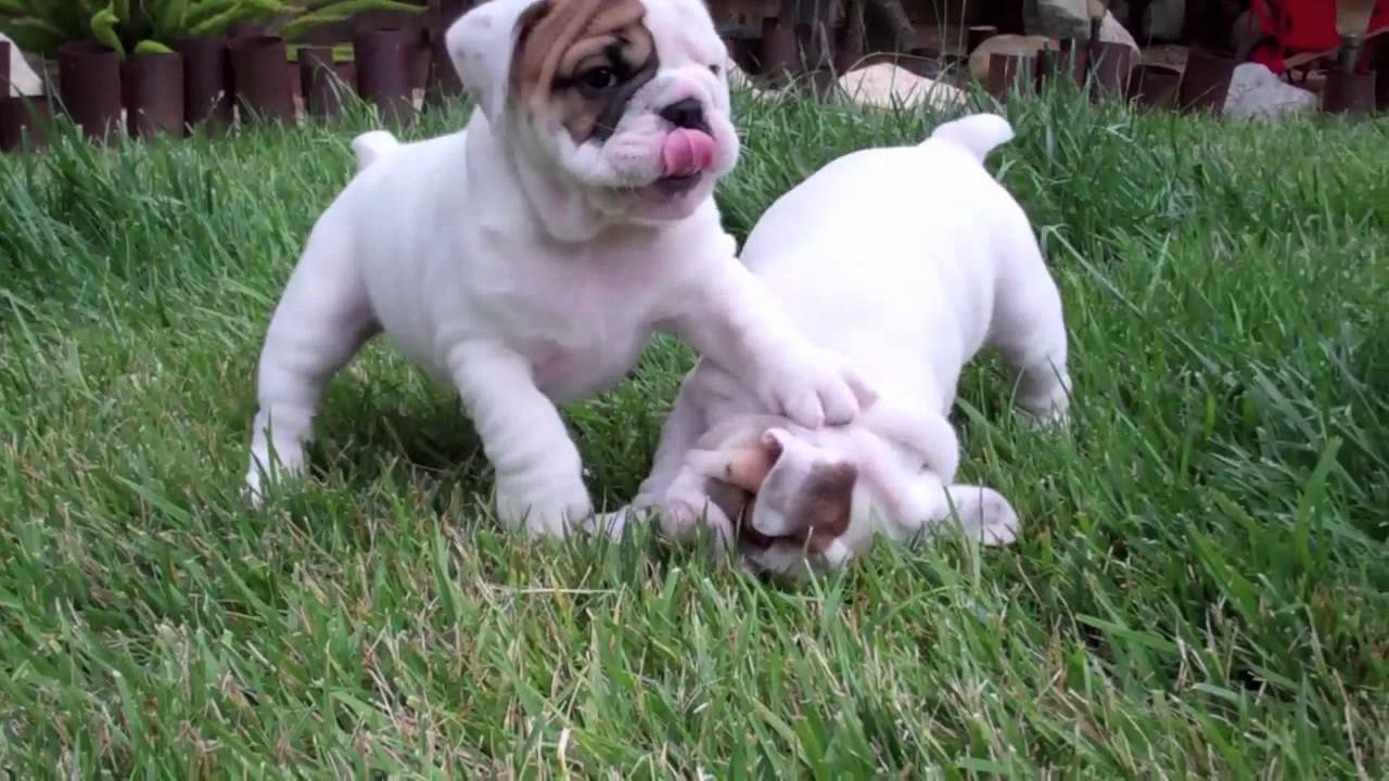 AKC English Bulldog Puppy for Sale in San Diego, CA! Available 6/1/12 - YouTube