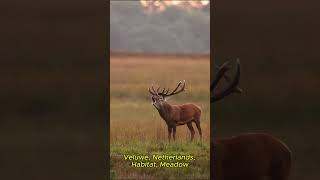 The Majestic Roar of the Red Deer | Wild Nature Sound
