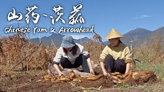 「Tracking the Roots」Soft and Sweet Chinese Yam and Arrowhead