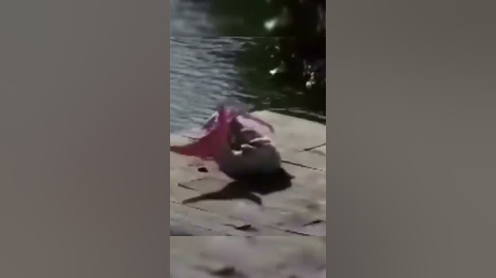 real mermaid sightings#shortvideo #mermaid #putriduyung #shorts