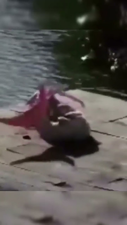 real mermaid sightings#shortvideo #mermaid #putriduyung #shorts
