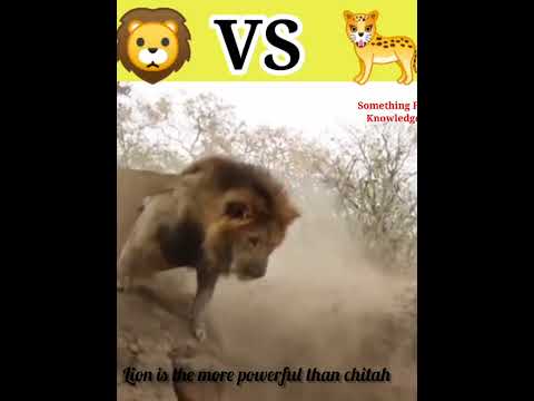 tiger lion fight videos, #shorts #chitah #lion #tiger #fight #liontigerfight #subscribe