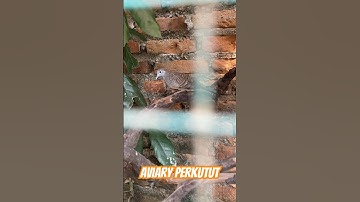 Aviary Perkutut Lokal Alam Yang Indah!!!!! #perkutut #burung #perkututperkutut