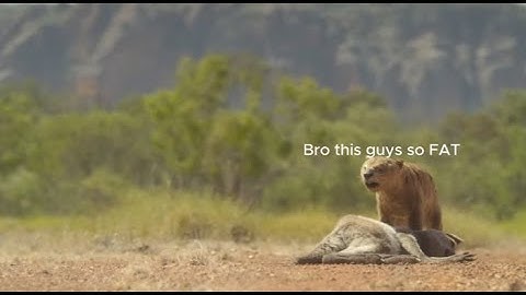 If animals in prehistoric planet had subtitles 3 (Part 2)