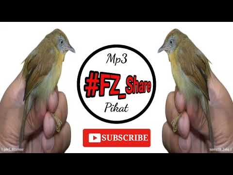 Mp3 Pikat Ciung Air Jawa | Jenggot Mini #Macronous_flavicollis