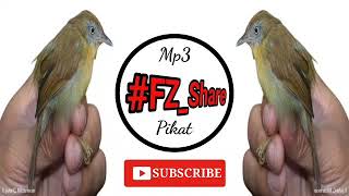 Download Lagu Mp3 Pikat Ciung Air Jawa | Jenggot Mini #Macronous_flavicollis MP3