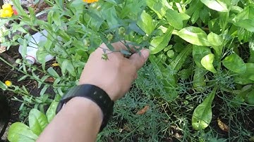 Flax Plants-Food and Fiber