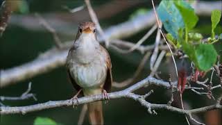Download lagu Tembakan Suara Burung Sikatan Londo Keren Untuk Masteran Tembakan Suara Burung Sikatan Londo Keren Untuk Masteran
