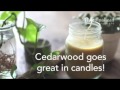 Cedarwood Essential Oil Spotlight