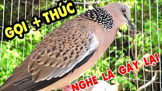 💦CHIM CU GÁY Giọng Hấp Dẫn ĐỦ BÀI 💚 GÁY GỌI,THÚC,GÙ 💚 Kích Bổi Nhanh Nổi.Cu Gáy.Cu Đất,Cu cườm