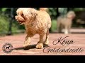 Dog Training Center | Kona is a Goldendoodle | Meet Kona | Balanced Obedience dog and puppy