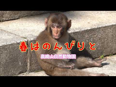 Let's take it easy this spring! [Monkeys of Takasakiyama