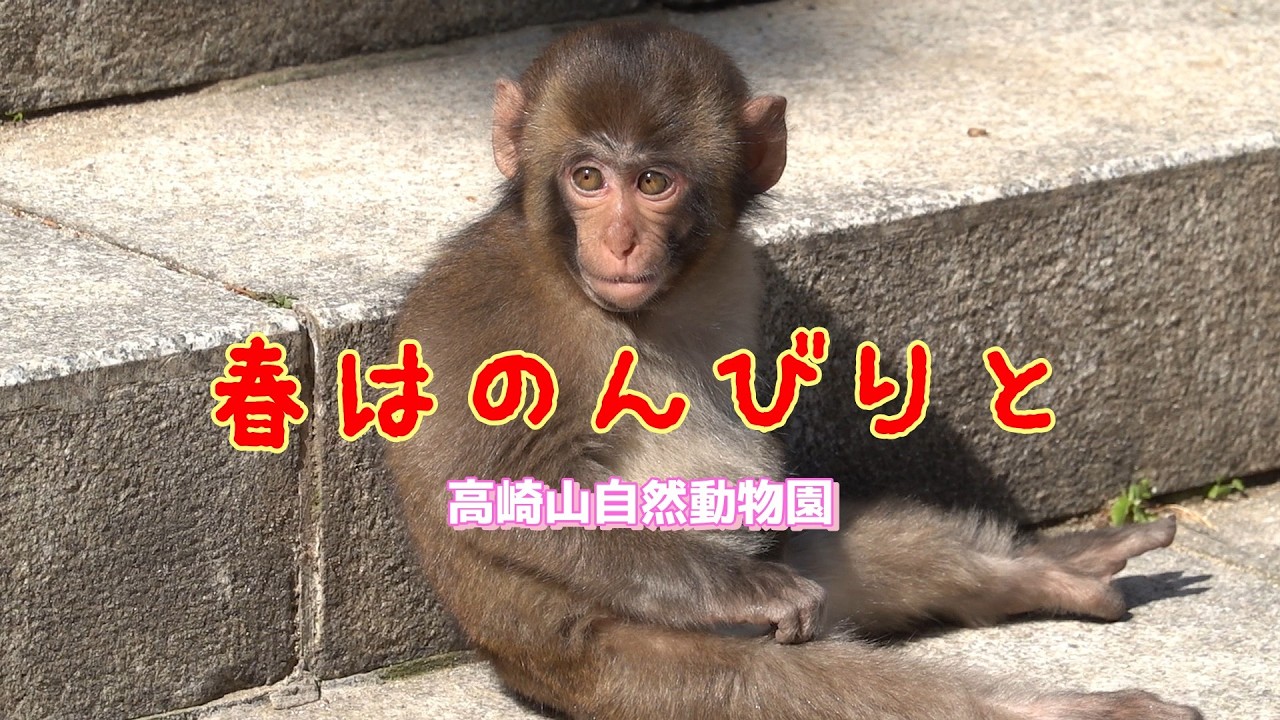Let's take it easy this spring! [Monkeys of Takasakiyama