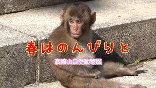 Let's take it easy this spring! [Monkeys of Takasakiyama