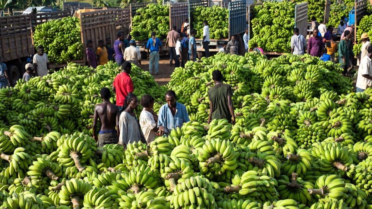 Quais São as 10 Colheitas de Frutas e Verduras Mais Inovadoras?