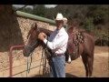 Understanding The Snaffle Bit