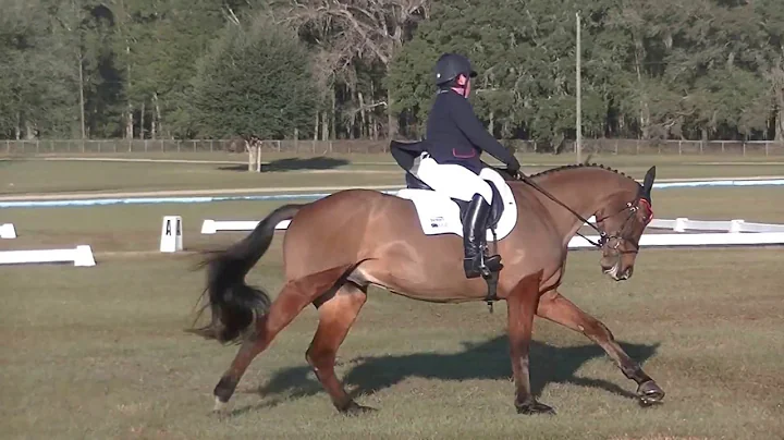 Kathleen Murray & Ballynoecastle RM OT Dressage