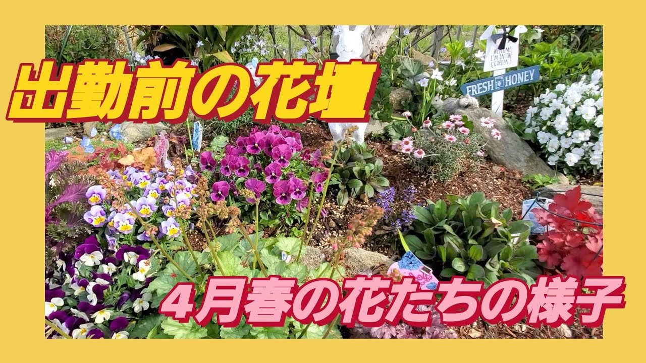 朝の花壇の様子 アジュガ チューリップなど Youtube