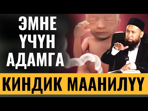 Video: Эмне үчүн чечендик маанилүү?