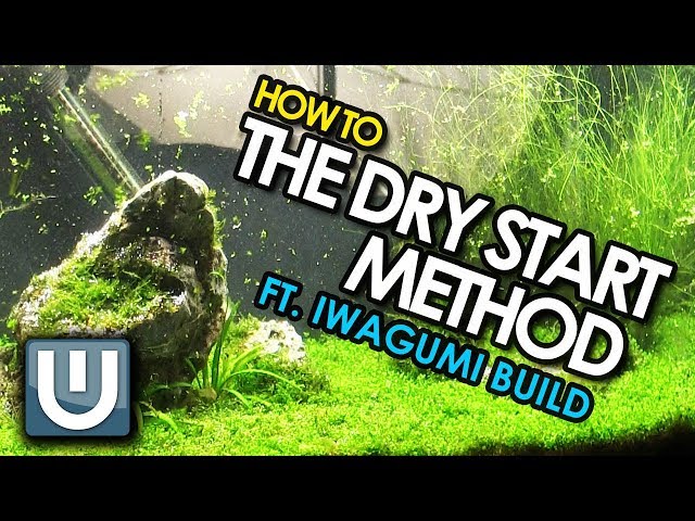 The Dry Start Method | Iwagumi Aquarium Build | How To