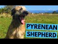 Pyrenean Shepherd - TOP 10 Interesting Facts の動画、YouTube動画。