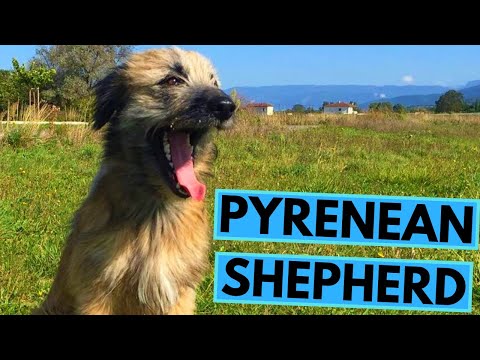 فيديو: Redbone Coonhound