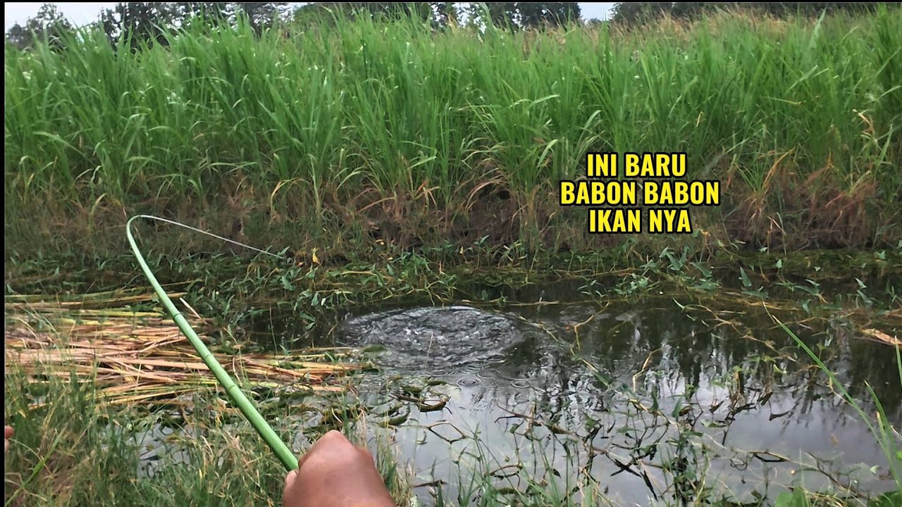 TERBAYARKAN !! Mancing di kubangan bekas sisa sisa banjir ikan nya Besar besar 