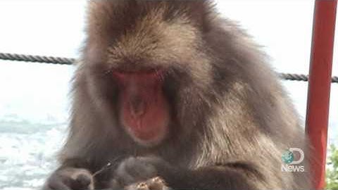 Monkeys Clean Teeth Just Like Humans