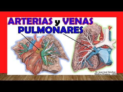 Vídeo: Diferencia Entre Arteria Pulmonar Y Vena Pulmonar