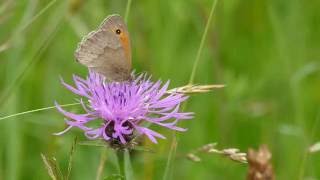 Meadow Brown butterfly, Rushbeds Meadow, Oxfordshire 1st July 2016