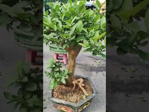 Video Cây ổi bonsai lùn lực rất đẹp #shorts - youtube